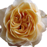 Kings Cross Roses de jardin d'Equateur Ethiflora